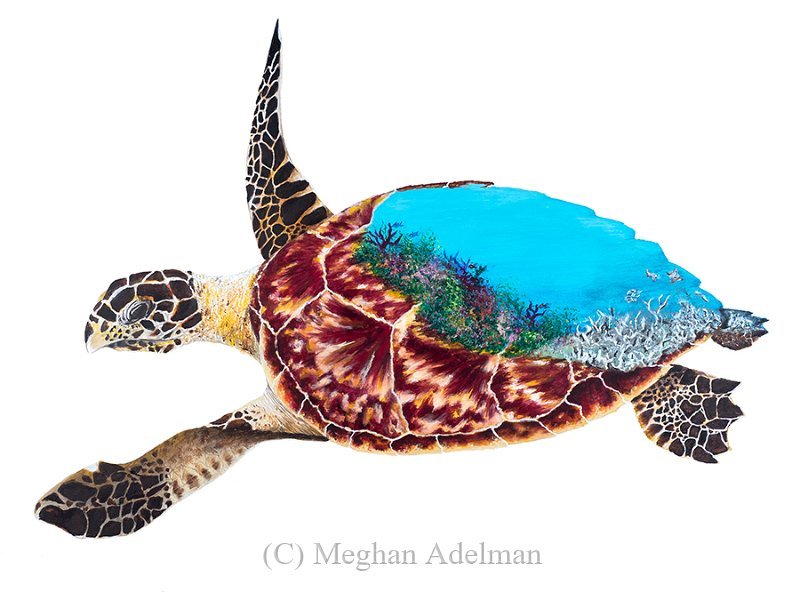 Hawksbill Sea Turtle 