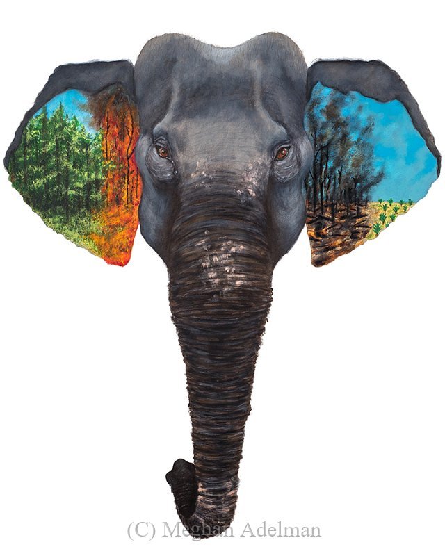 Sumatran Elephant 